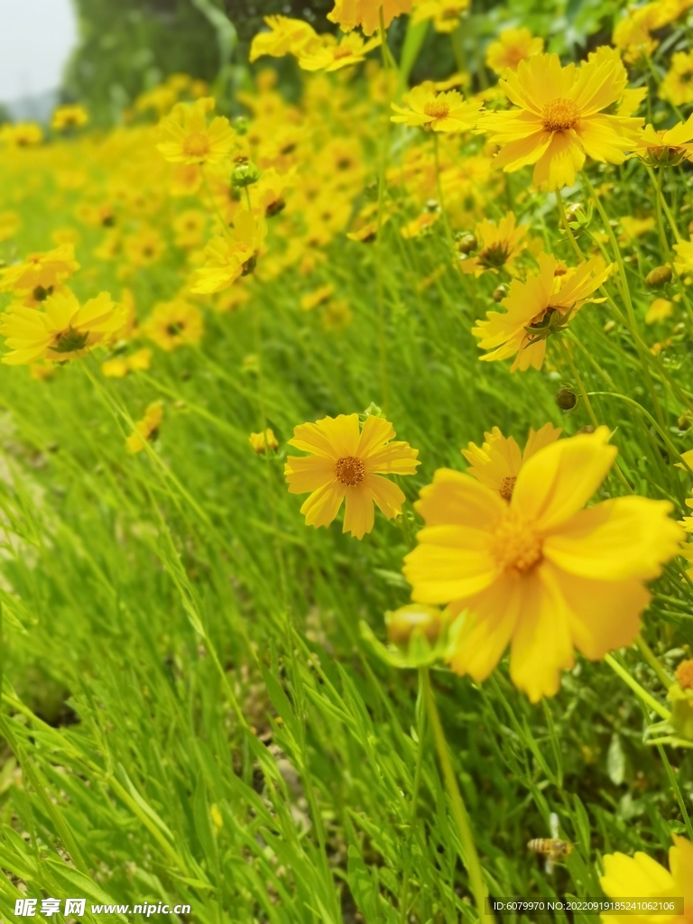 花海