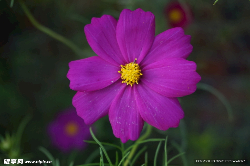 格桑花