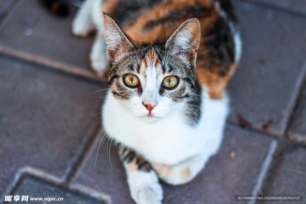 猫