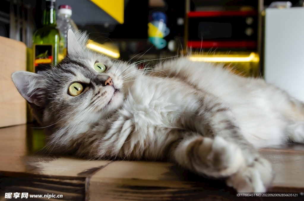 猫
