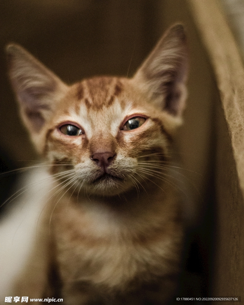猫