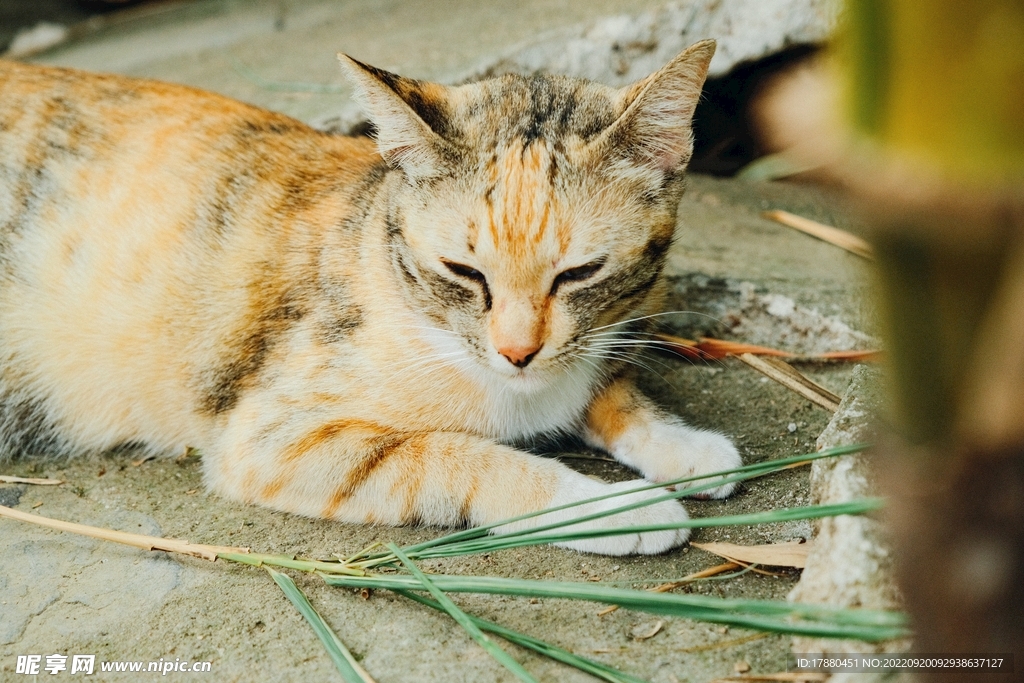 猫