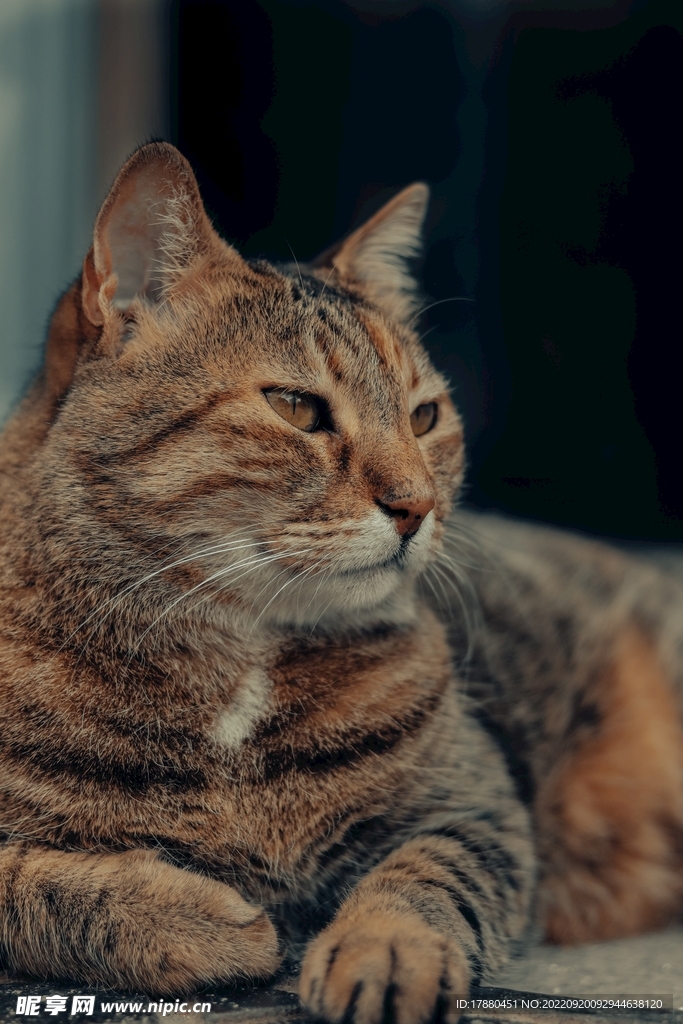 猫