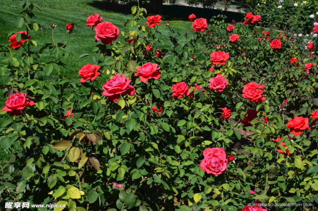 月季花 