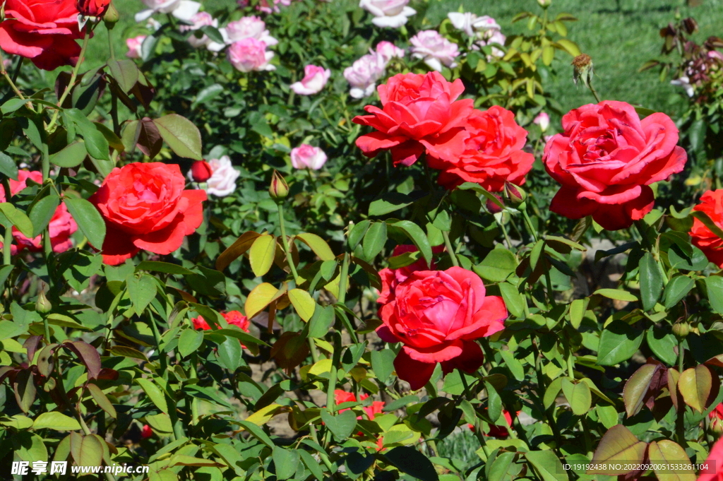 月季花 