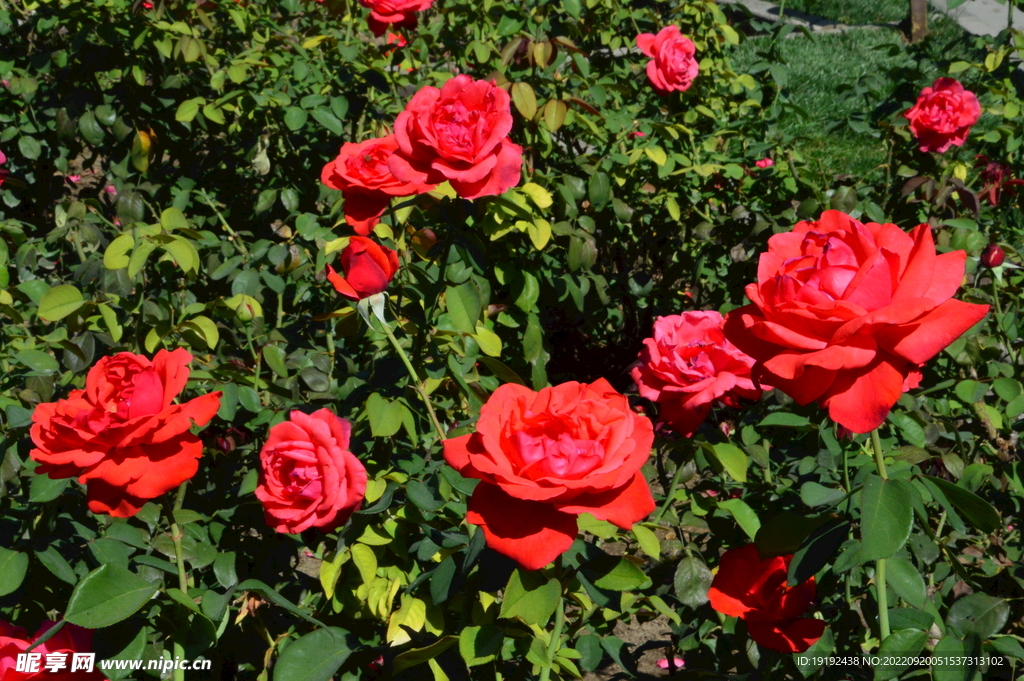 月季花 