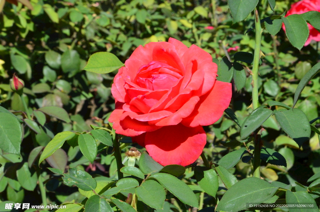 月季花