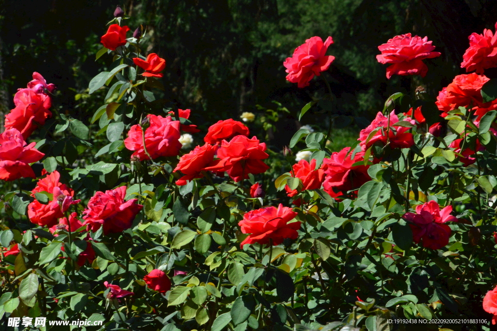 月季花