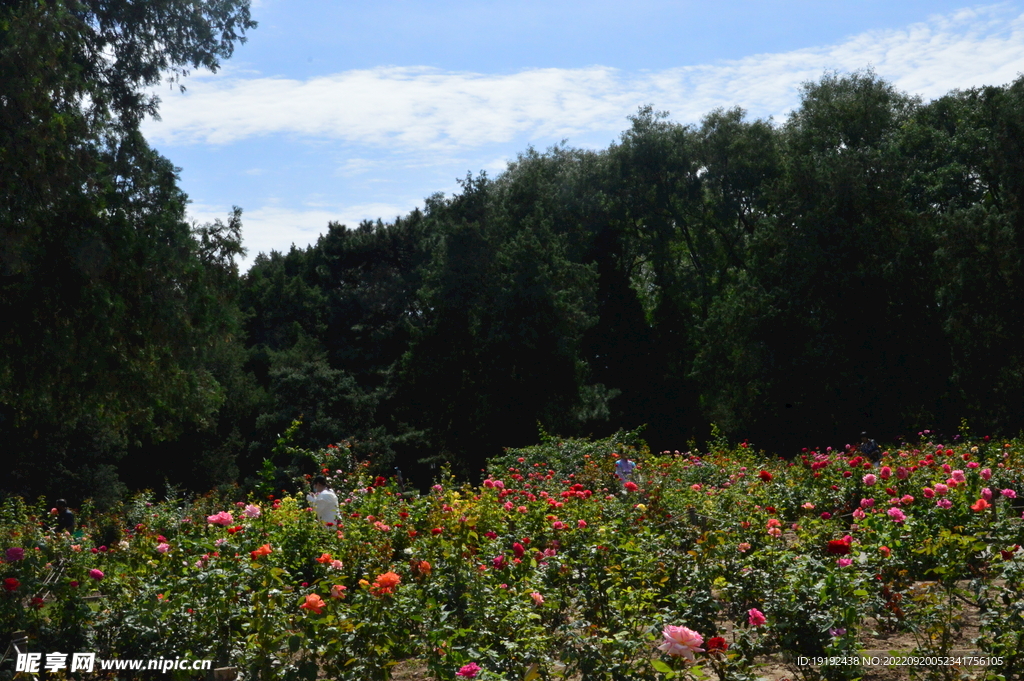 公园风景