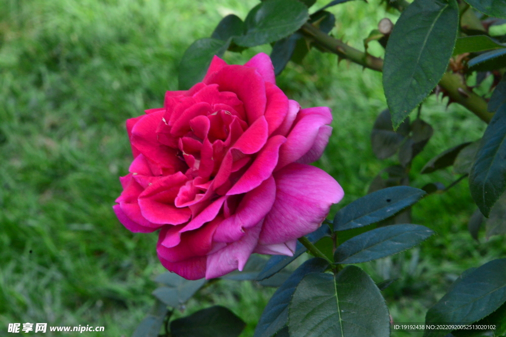 月季花 