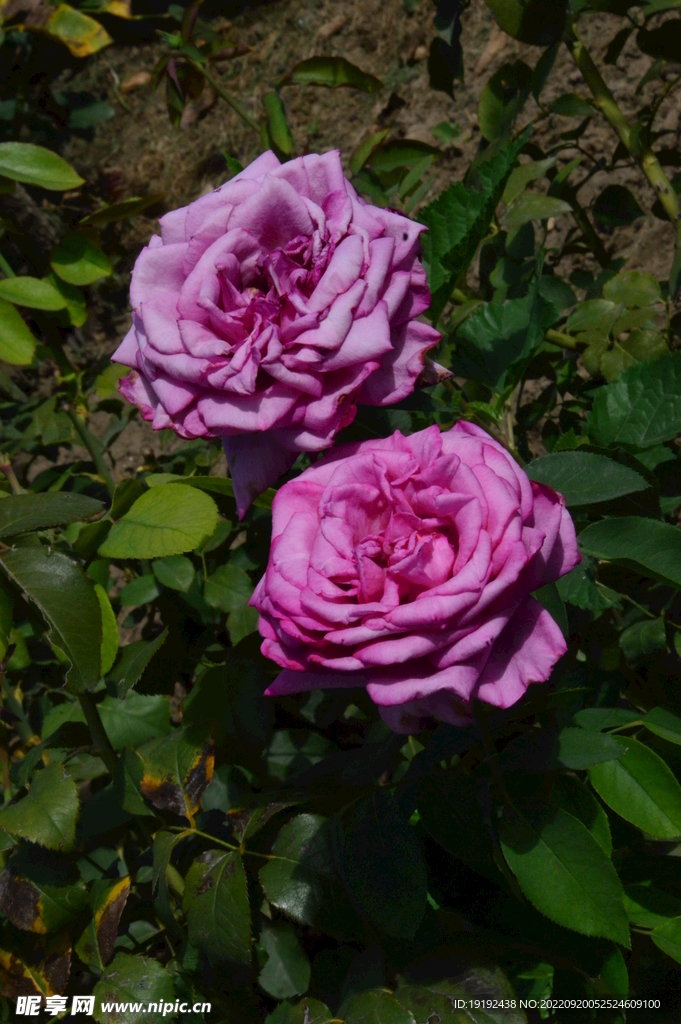 月季花