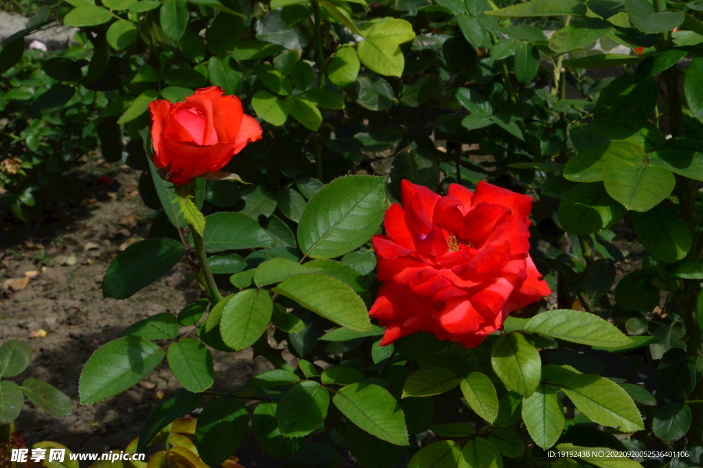 月季花 