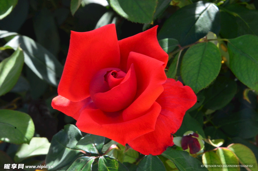 月季花