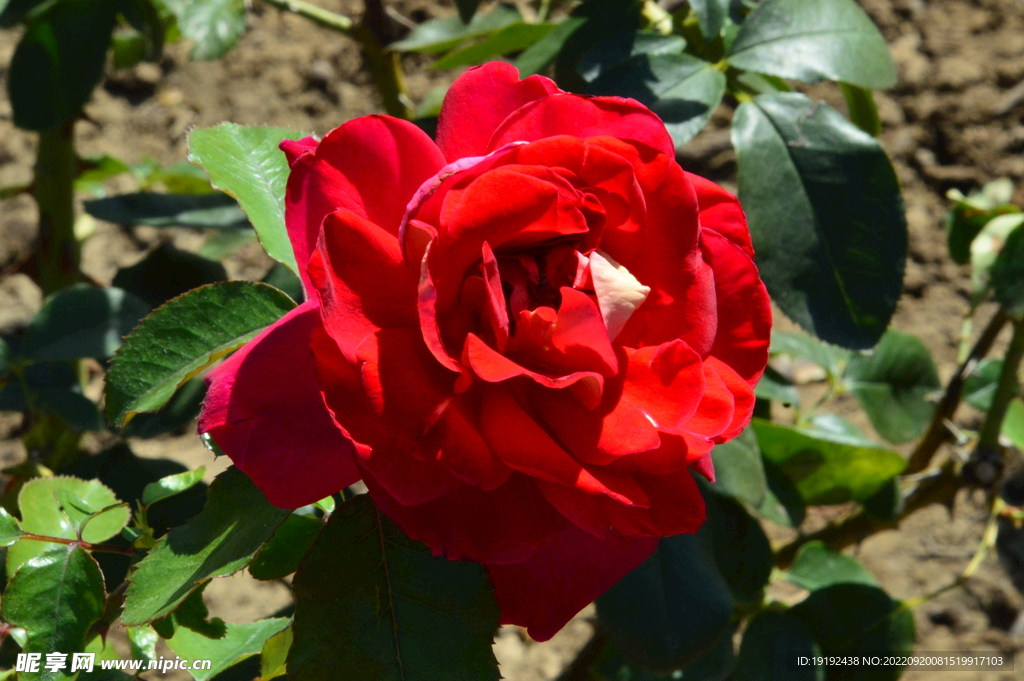 月季花 