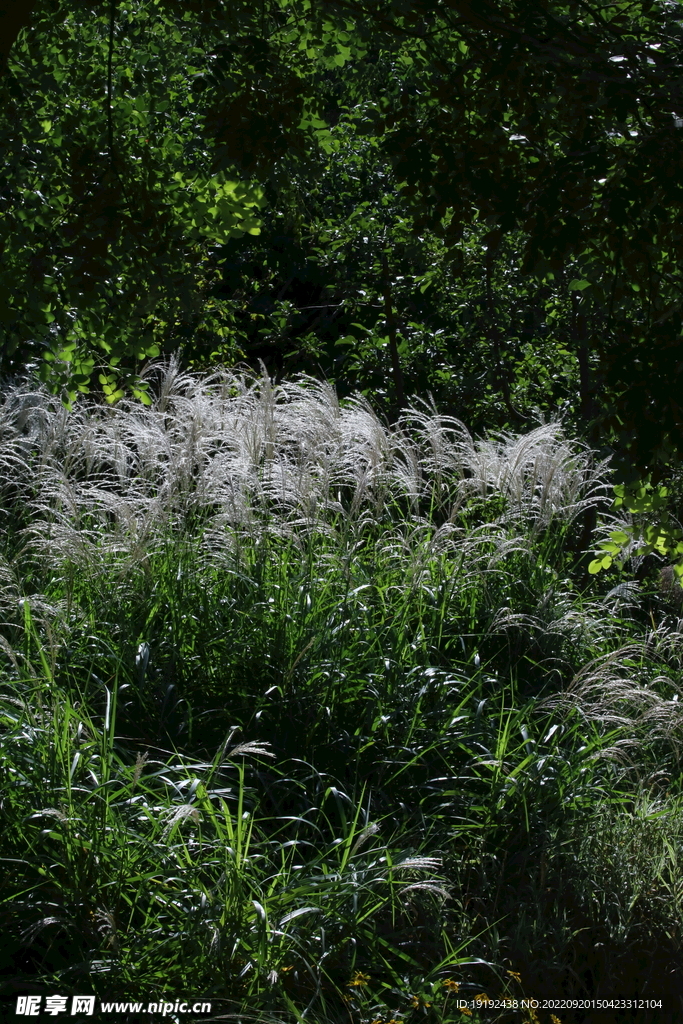 芒草风景 