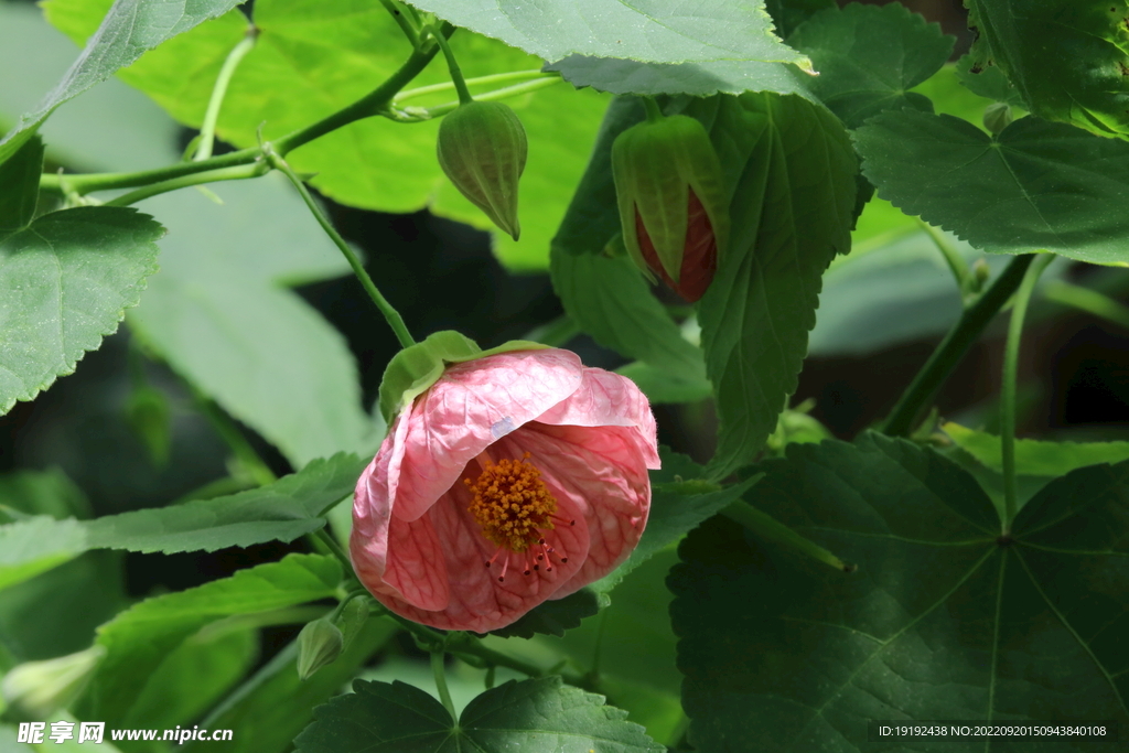 风铃花 