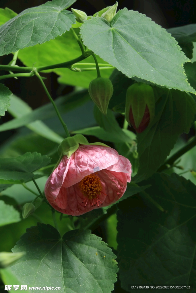 风铃花