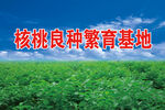  核桃苗