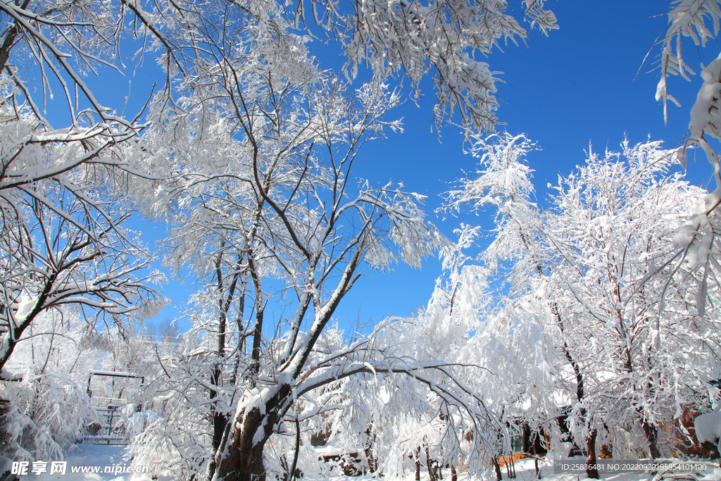 雪