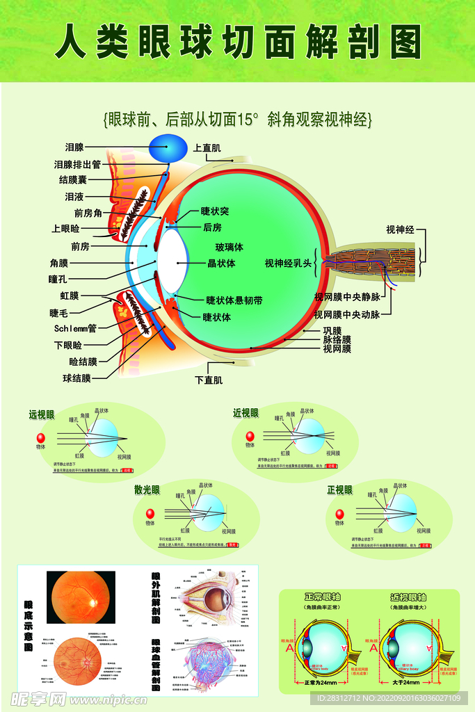 眼球解剖图