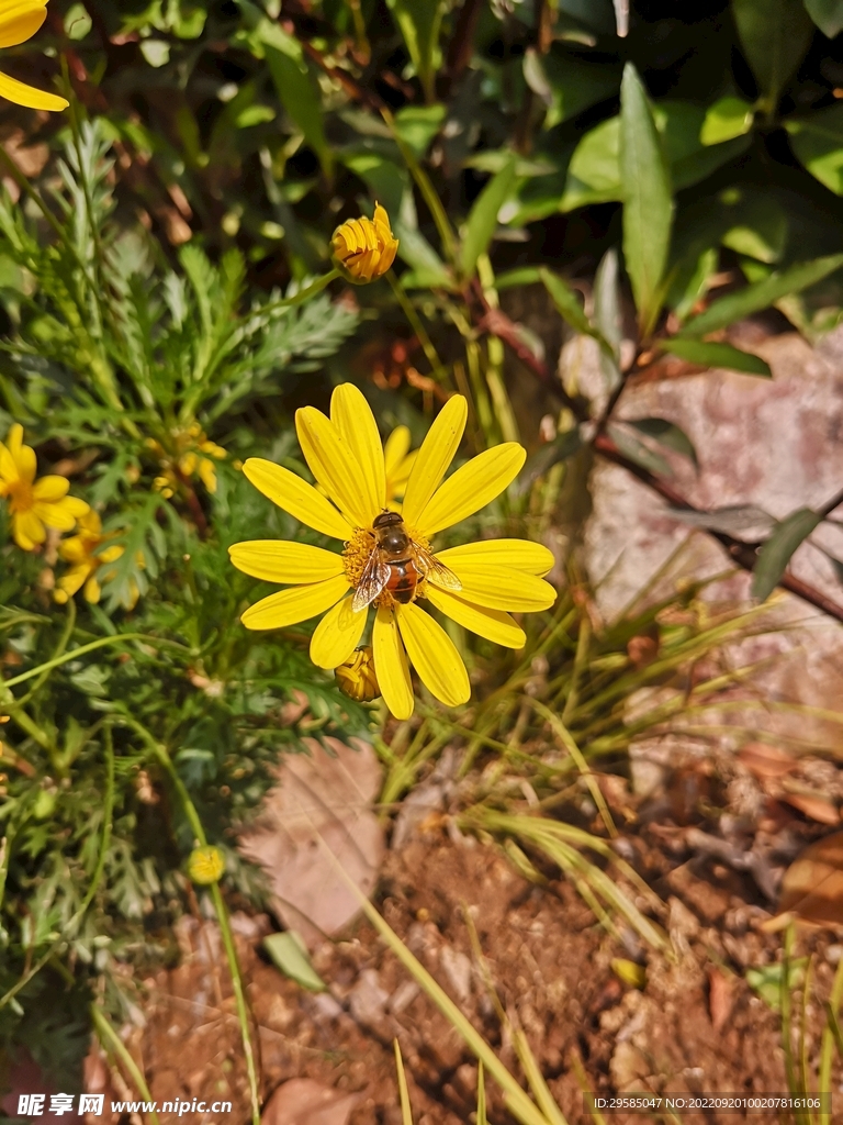 黄花