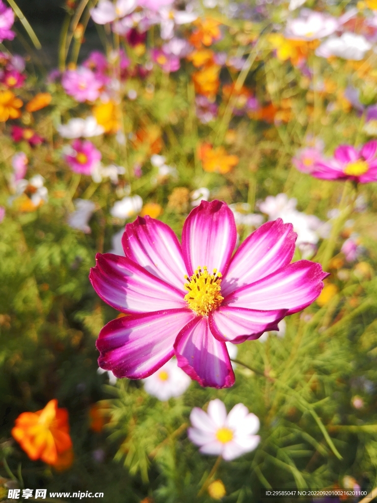 格桑花