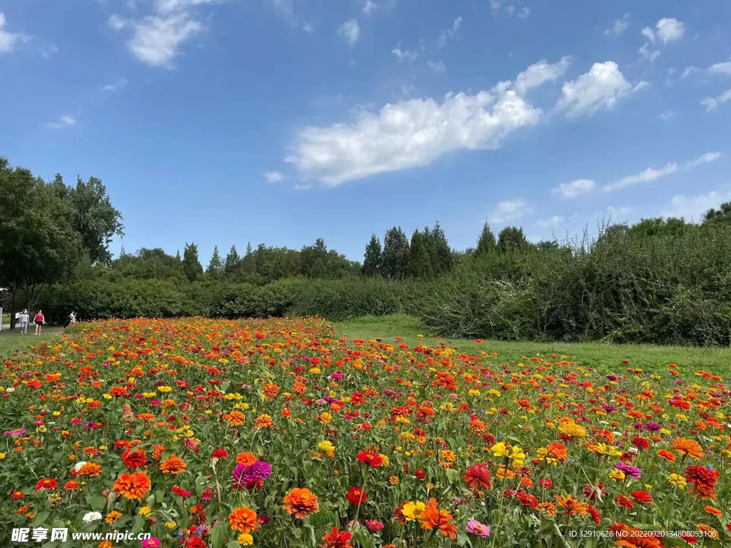 花海