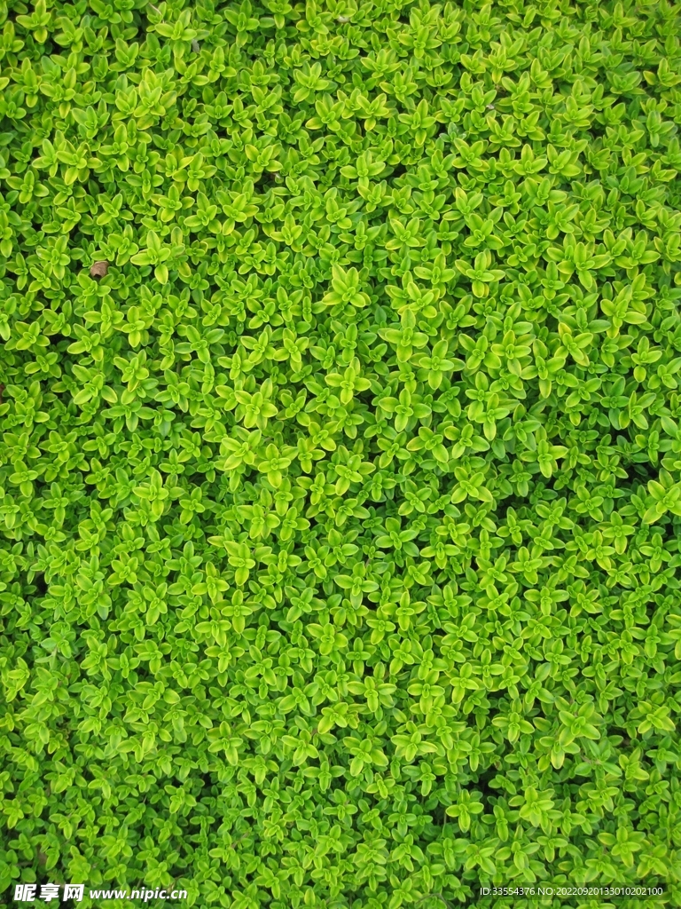 小草植物