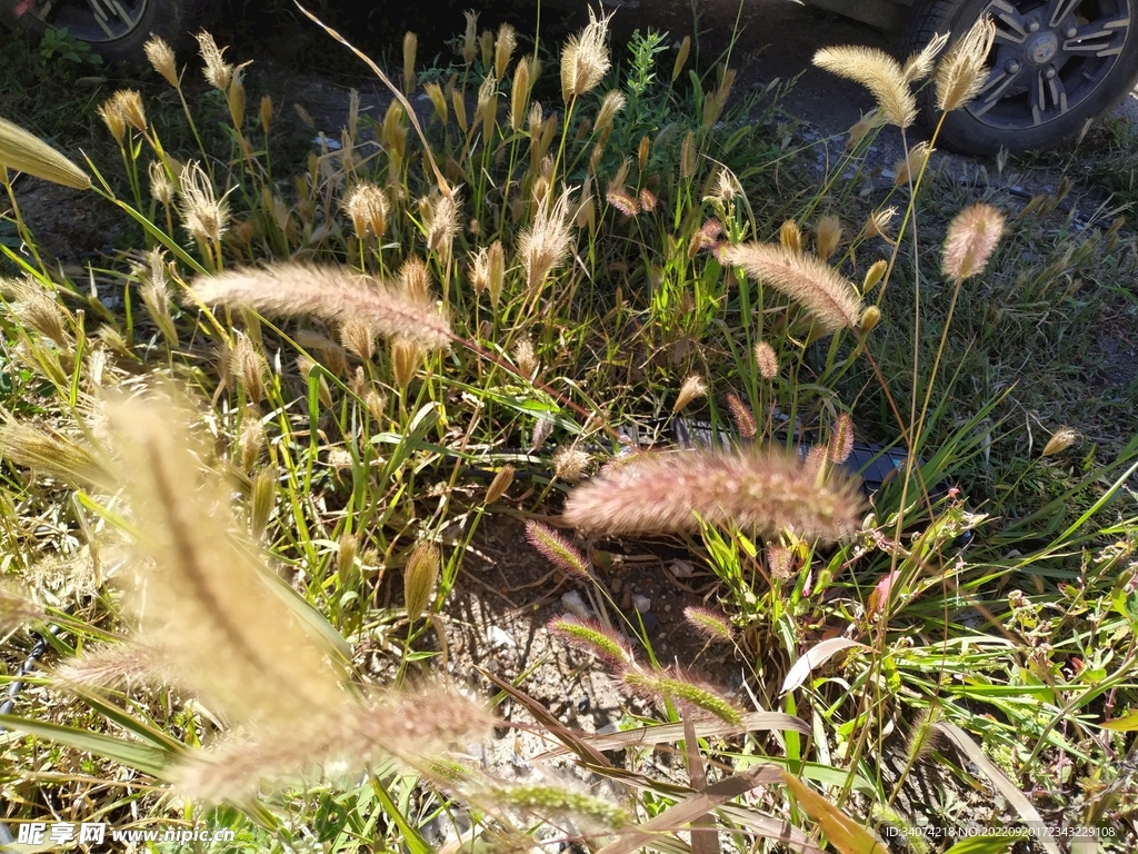 狗尾草