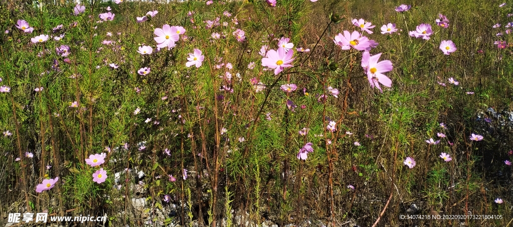 花海