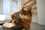 索马里猫