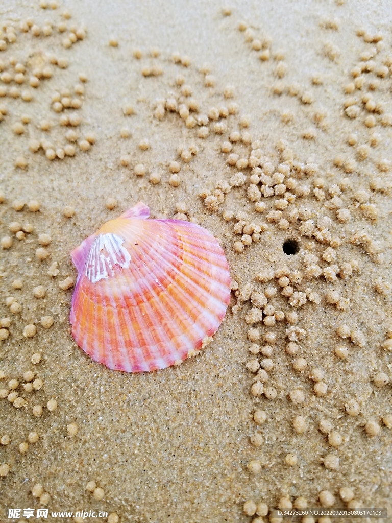 彩色扇贝壳