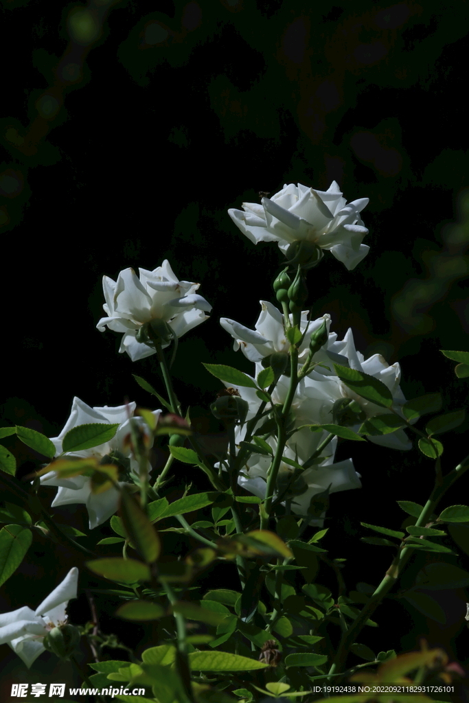 月季花 