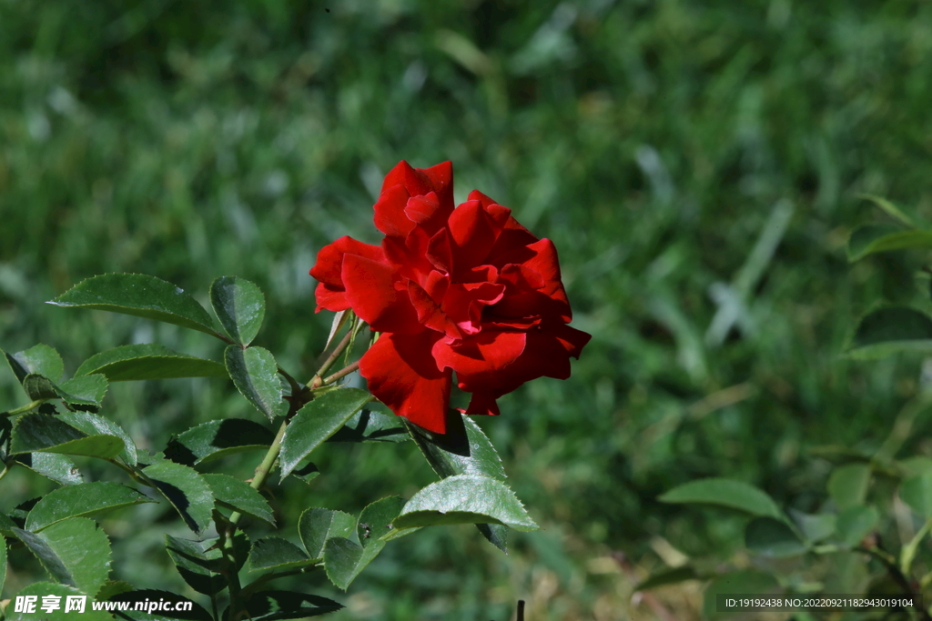 月季花
