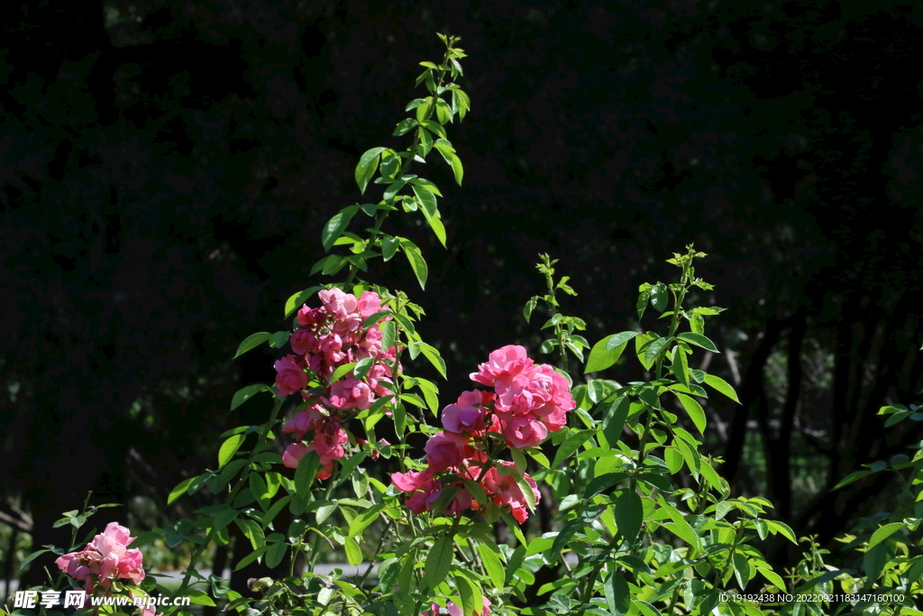 月季花 