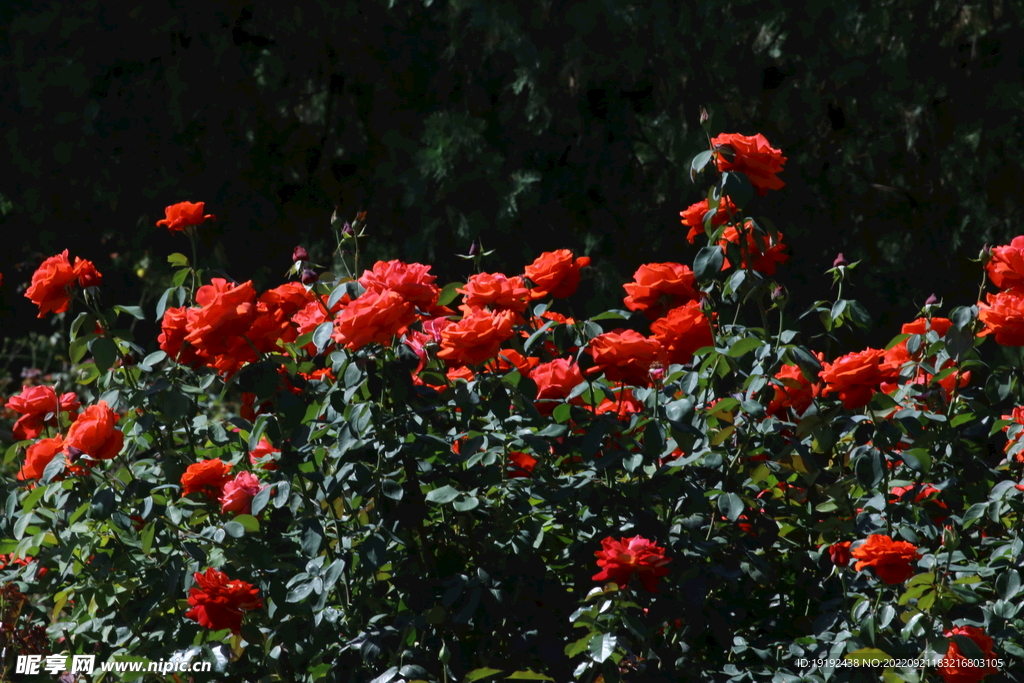 月季花  
