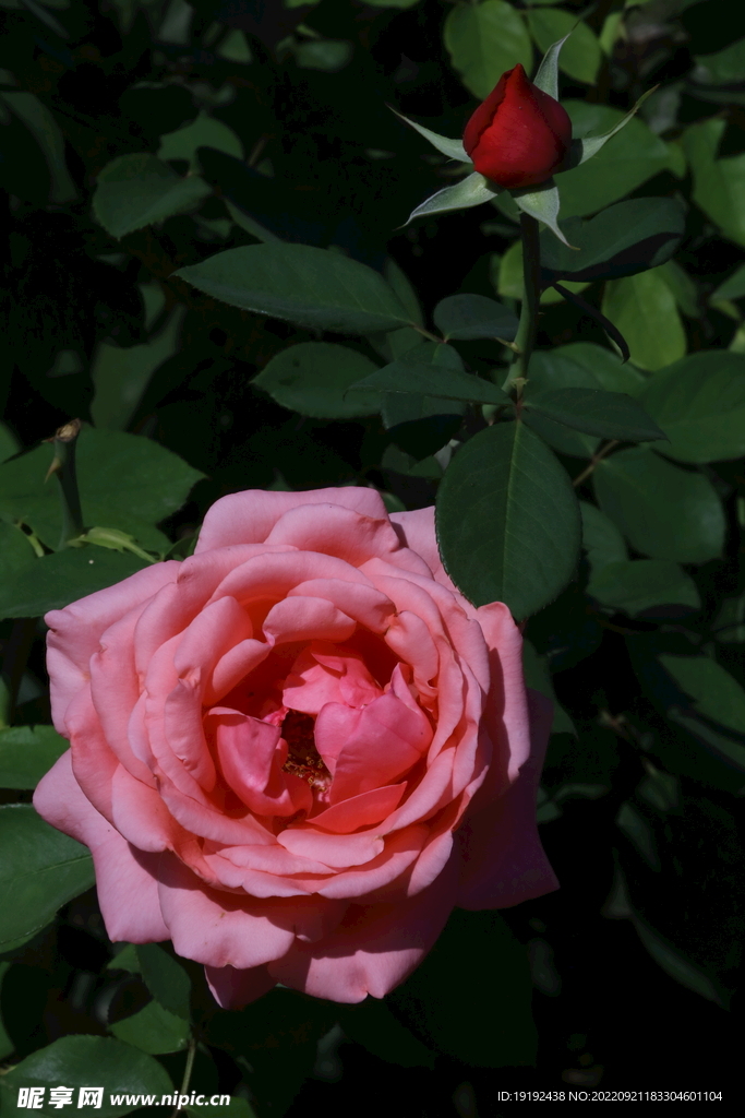 月季花 