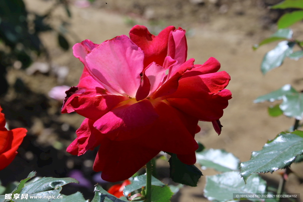 月季花 