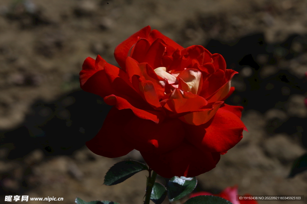 月季花