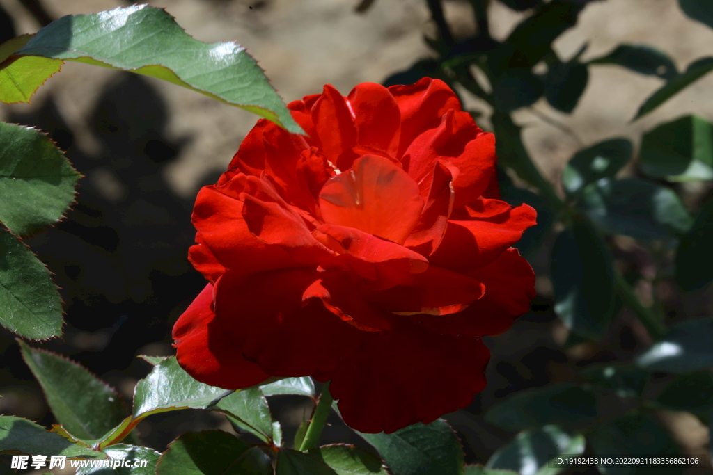 月季花 