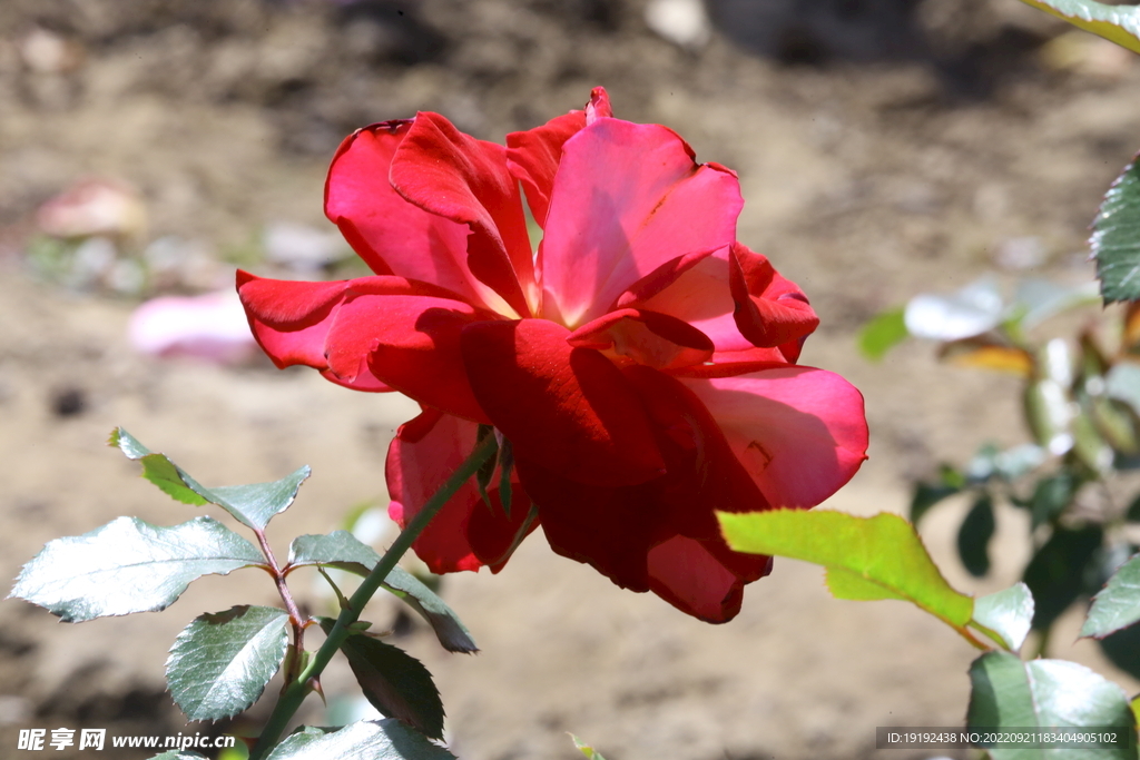 月季花