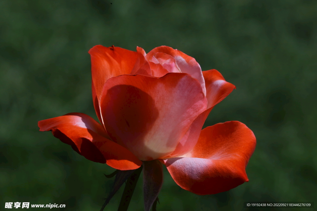 月季花