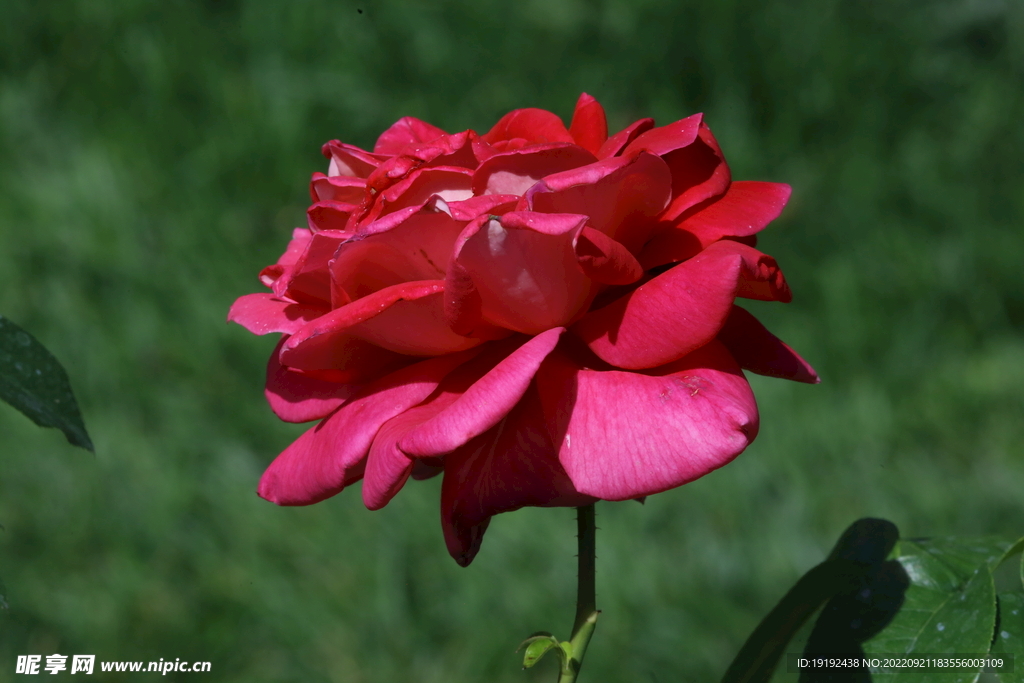 月季花 