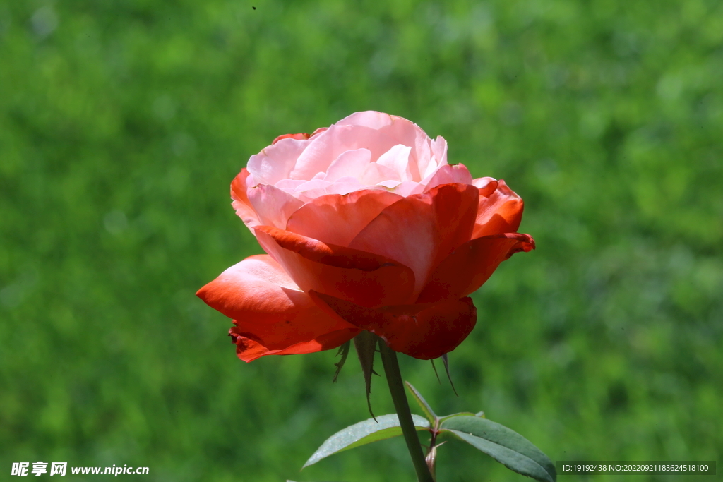 月季花 