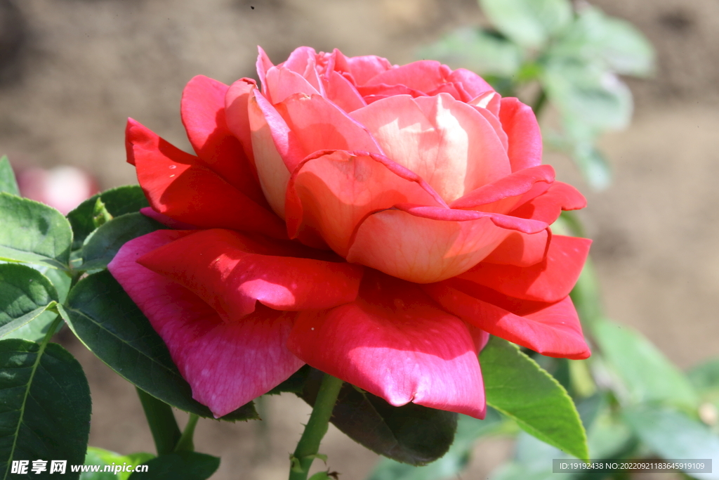 月季花