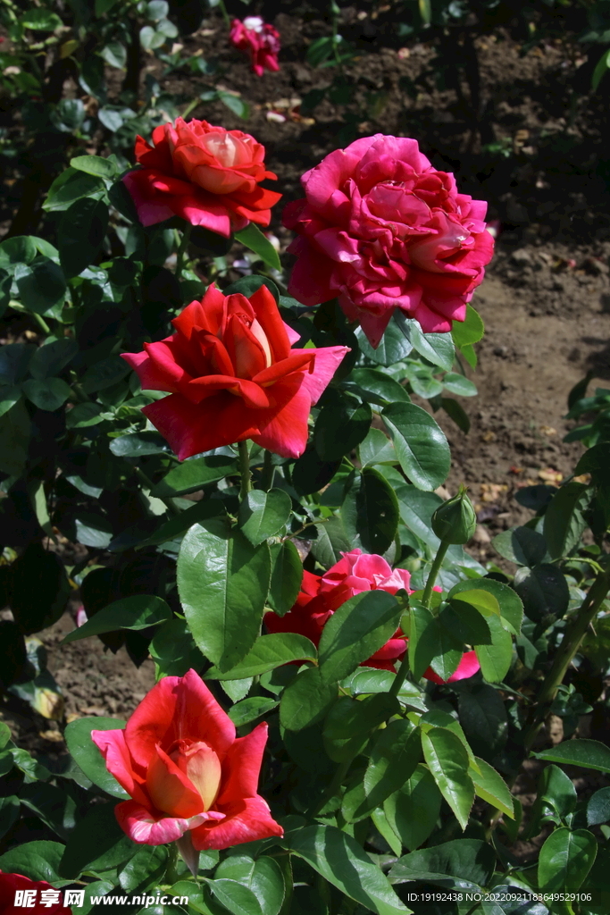 月季花  