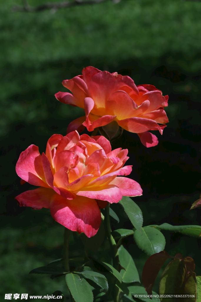月季花  