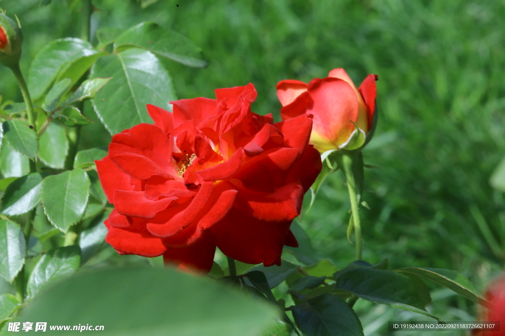 月季花 