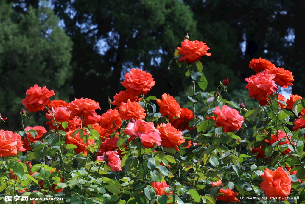 月季花