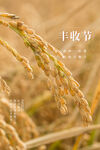 农民丰收节  